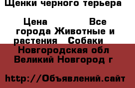 Щенки черного терьера › Цена ­ 35 000 - Все города Животные и растения » Собаки   . Новгородская обл.,Великий Новгород г.